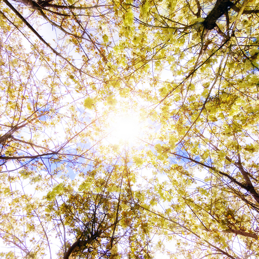 The Science of Sunshine: How Natural Light Boosts Mood and Energy