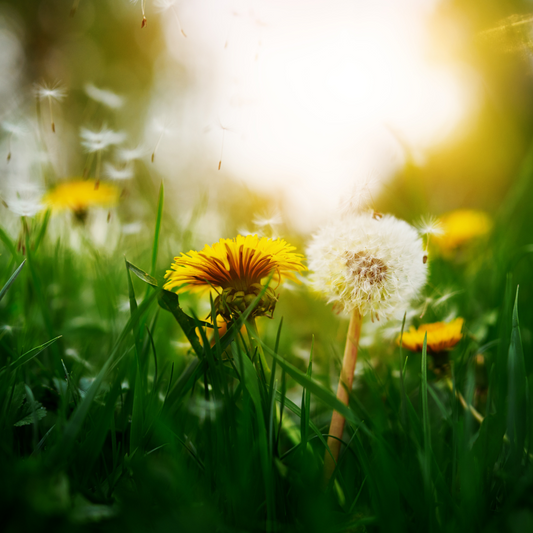 Tune Into Spring: Seasonal Soundscapes for Calm and Creativity