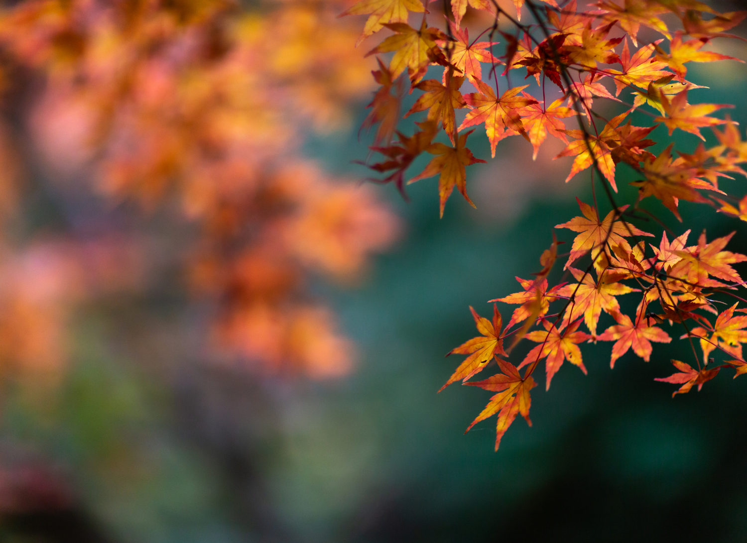Fall Wellness Routines: How to Transition Smoothly Into the New Season