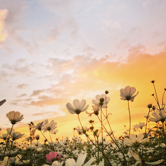 Cultivating Joy: What Spring Teaches Us About Emotional Renewal