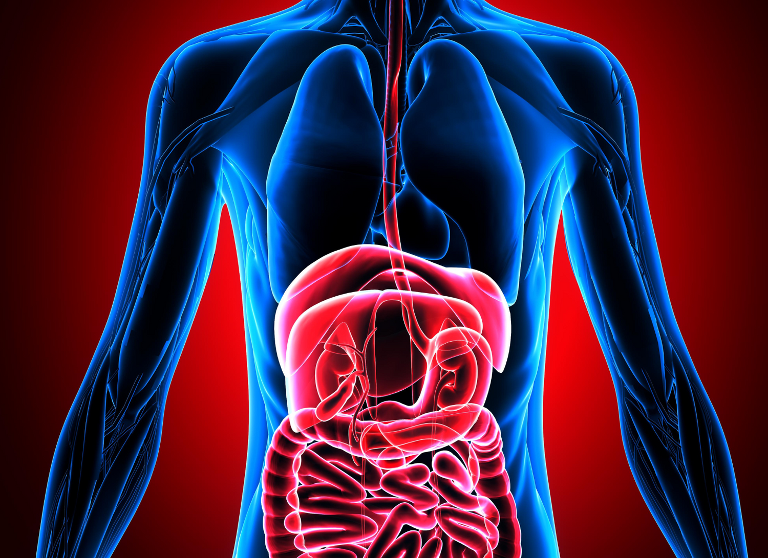 How Your Digestive System Shapes Your Mood: The Gut-Brain Connection