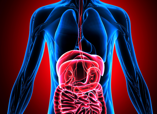 How Your Digestive System Shapes Your Mood: The Gut-Brain Connection