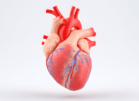 Honoring the Heart During Heart Health Month